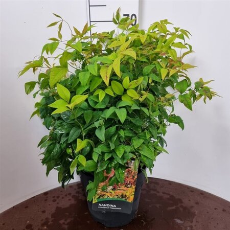 Nandina d. 'Firepower' 40-50 cm cont. 10L