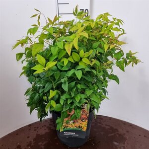 Nandina d. 'Firepower' 40-50 cm cont. 10L