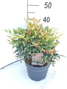 Nandina d. 'Gulf Stream' 30-40 cm cont. 5,0L - afbeelding 2