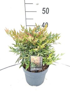Nandina d. 'Gulf Stream' 30-40 cm cont. 5,0L - afbeelding 3
