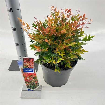 Nandina d. 'Gulf Stream' 30-40 cm cont. 5,0L
