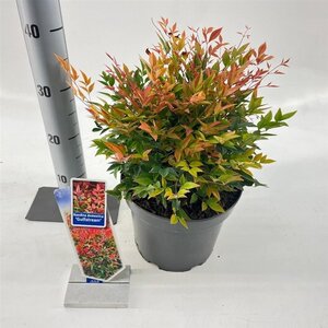 Nandina d. 'Gulf Stream' 30-40 cm cont. 5,0L