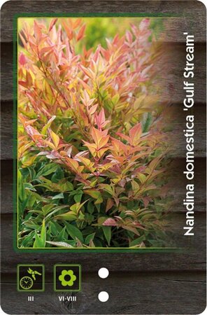 Nandina d. 'Gulf Stream' 30-40 cm cont. 5,0L - afbeelding 2