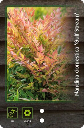 Nandina d. 'Gulf Stream' 30-40 cm cont. 5,0L