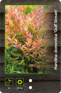 Nandina d. 'Gulf Stream' 30-40 cm cont. 5,0L