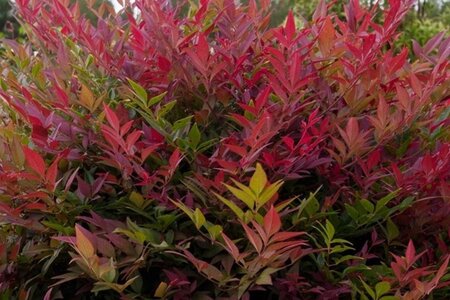 Nandina d. Obsessed 60-80 cm cont. 15L - afbeelding 1