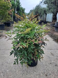 Nandina domestica 40-50 cm cont. 10L