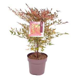 Nandina domestica 40-50 cm cont. 10L