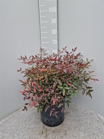 Nandina domestica 40-50 cm cont. 10L - afbeelding 2