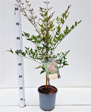 Nandina domestica 40-50 cm cont. 2,5L - afbeelding 1