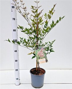 Nandina domestica 40-50 cm cont. 2,5L