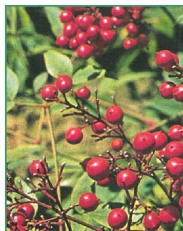 Nandina domestica 40-50 cm cont. 2,5L