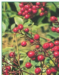 Nandina domestica 40-50 cm cont. 2,5L