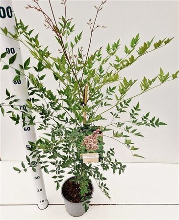 Nandina domestica 40-50 cm cont. 2,5L - afbeelding 2