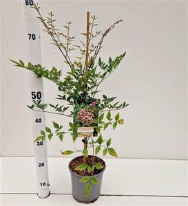 Nandina domestica 40-50 cm cont. 2,5L - afbeelding 3