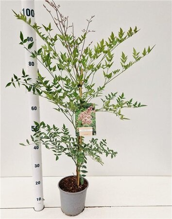 Nandina domestica 40-50 cm cont. 2,5L - afbeelding 4