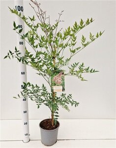 Nandina domestica 40-50 cm cont. 2,5L - afbeelding 4