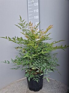 Nandina domestica 50-60 cm cont. 10L - afbeelding 5
