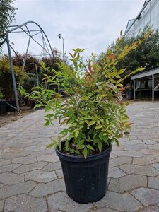 Nandina domestica 50-60 cm cont. 10L - afbeelding 6