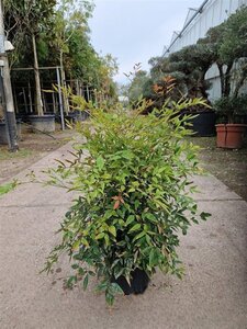 Nandina domestica 50-60 cm cont. 10L - afbeelding 6