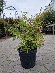 Nandina domestica 50-60 cm cont. 10L - afbeelding 2