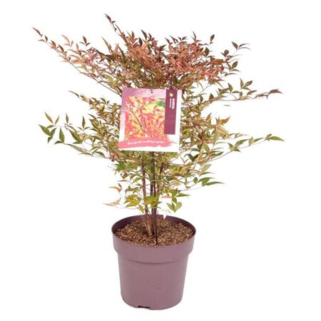 Nandina domestica 50-60 cm cont. 10L