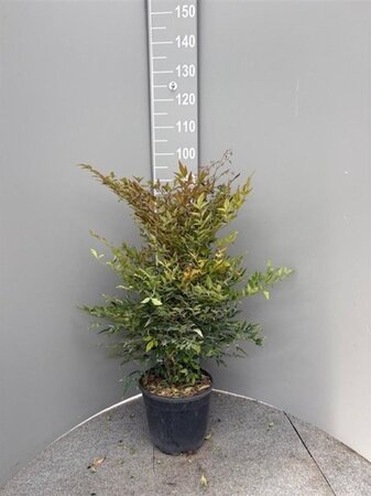 Nandina domestica 50-60 cm cont. 10L - afbeelding 7