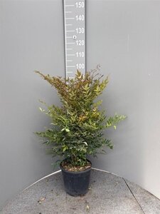 Nandina domestica 50-60 cm cont. 10L - afbeelding 7