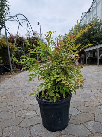 Nandina domestica 50-60 cm cont. 10L - afbeelding 4