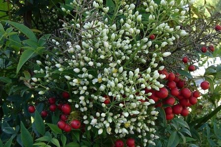 Nandina domestica 60-80 cm cont. 15L - image 2