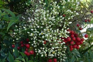 Nandina domestica 60-80 cm cont. 15L - image 2