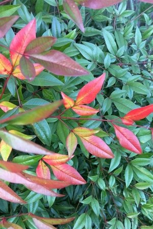 Nandina domestica 60-80 cm cont. 15L - image 3