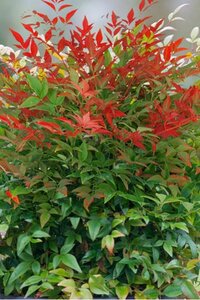 Nandina domestica 60-80 cm cont. 15L - image 4