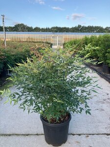Nandina domestica 60-80 cm cont. 15L - image 8