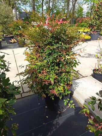Nandina domestica 60-80 cm container - afbeelding 8