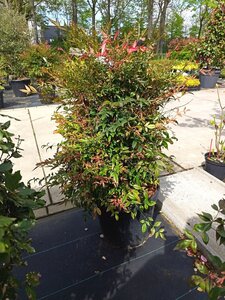 Nandina domestica 60-80 cm container - afbeelding 8