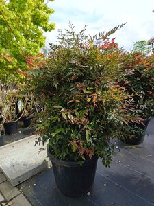 Nandina domestica 60-80 cm container - afbeelding 9