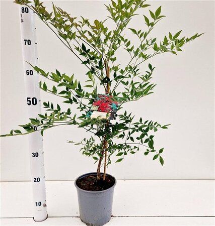 Nandina d. 'Richmond' 40-50 cm cont. 2,5L - afbeelding 1