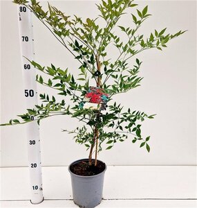 Nandina d. 'Richmond' 40-50 cm cont. 2,5L