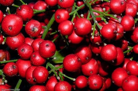 Nandina d. 'Richmond' 40-50 cm cont. 2,5L