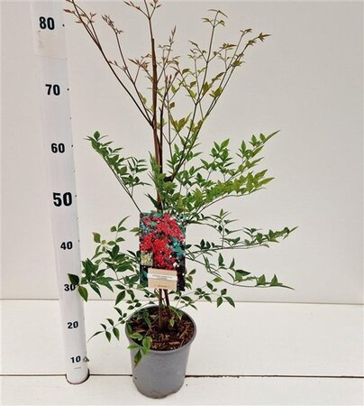 Nandina d. 'Richmond' 40-50 cm cont. 2,5L - afbeelding 3