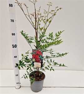 Nandina d. 'Richmond' 40-50 cm cont. 2,5L - afbeelding 3