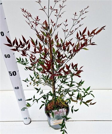 Nandina d. Summer Sunset 40-50 cm cont. 2,5L - afbeelding 1