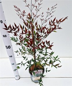 Nandina d. Summer Sunset 40-50 cm cont. 2,5L
