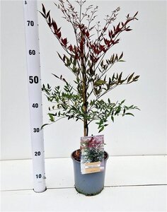 Nandina d. Summer Sunset 40-50 cm cont. 2,5L - afbeelding 2