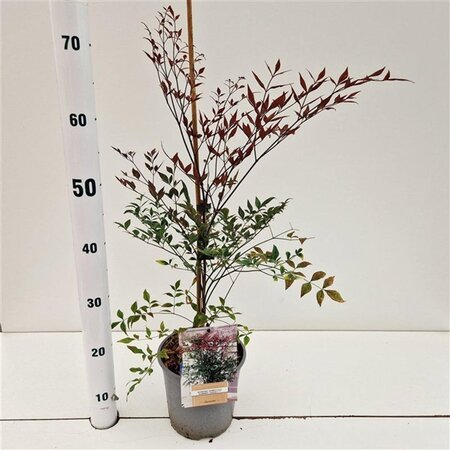 Nandina d. Summer Sunset 40-50 cm cont. 2,5L - afbeelding 3
