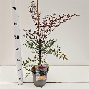 Nandina d. Summer Sunset 40-50 cm cont. 2,5L - afbeelding 3