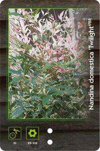 Nandina d. 'Twilight' 25-30 cm cont. 3,0L - afbeelding 2