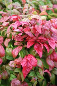 Nandina d. 'Wood's Dwarf' 30-40 cm cont. 3,0L