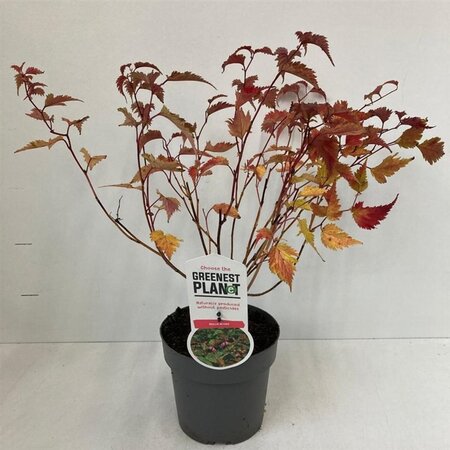 Neillia affinis 30-40 cm cont. 2,0L
